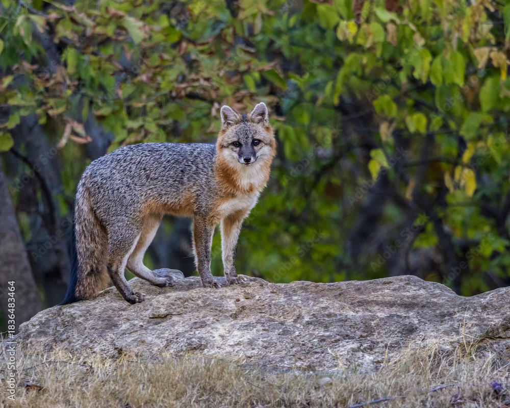 Gray Fox (9)
