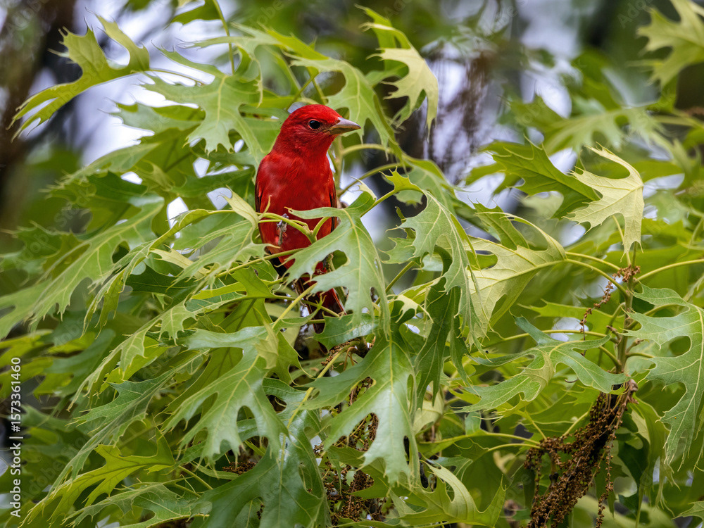 _U0A6250 Summer Tanager Male