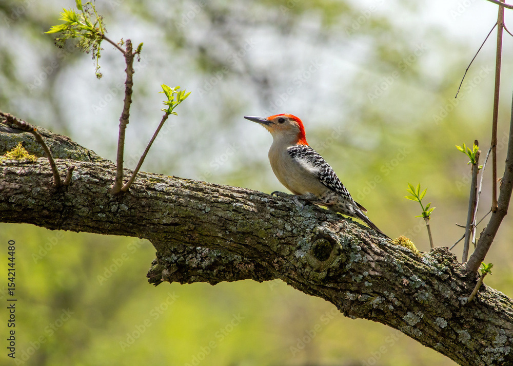 Male Red-bellied Woodpecker