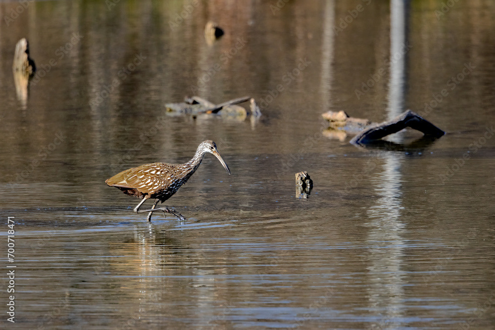 Striding Limpkin
