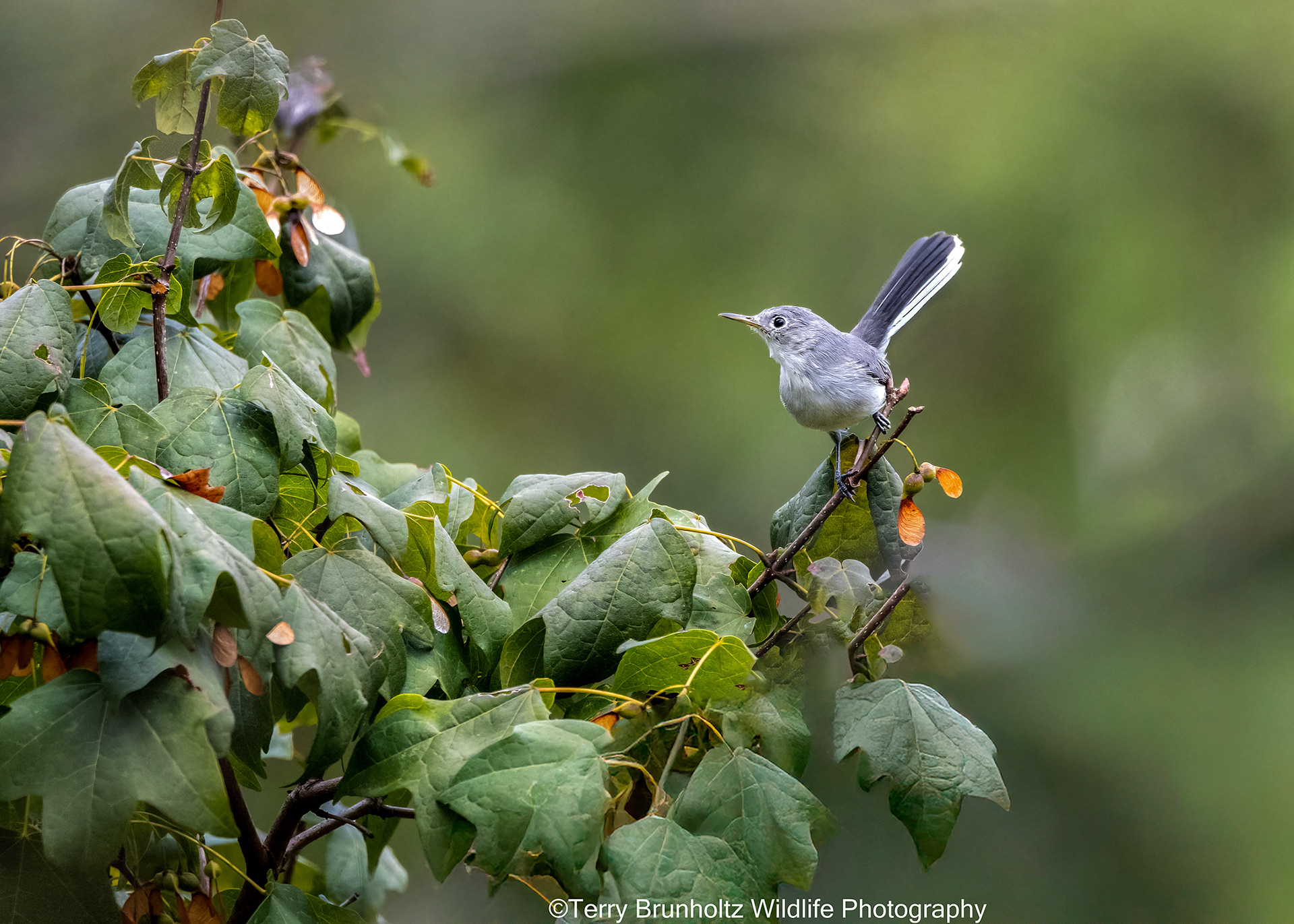 Blue-gray Gnatcatcher in Chalk Maple
