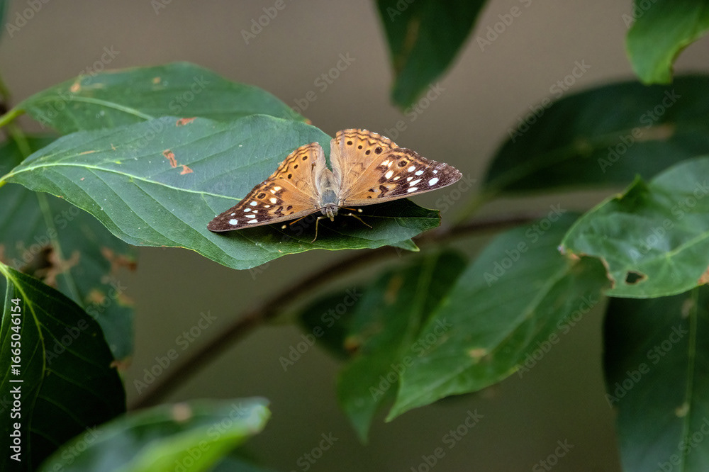 Hackberry Emperor