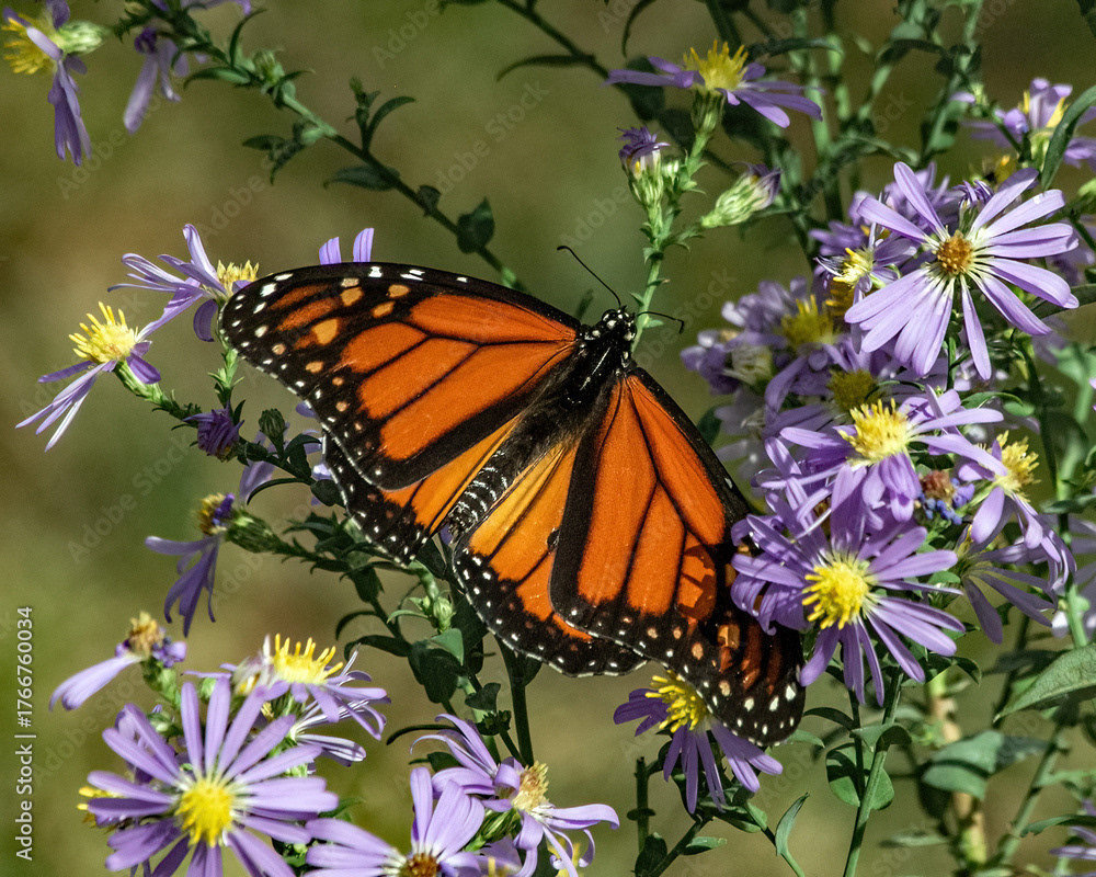 Monarch on Bluebird Aster