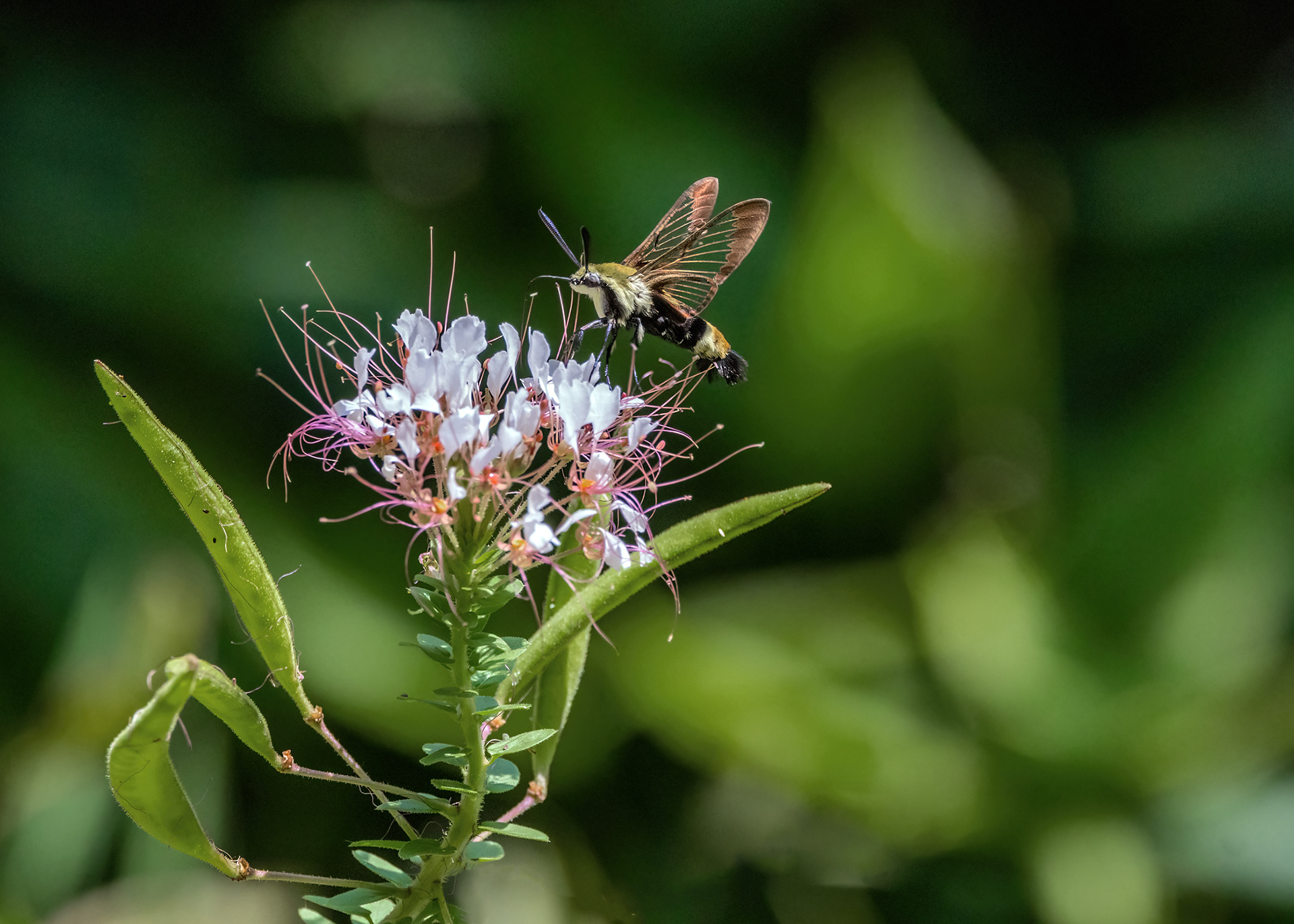 Snowberry Clearwing Moth in Clammyweed