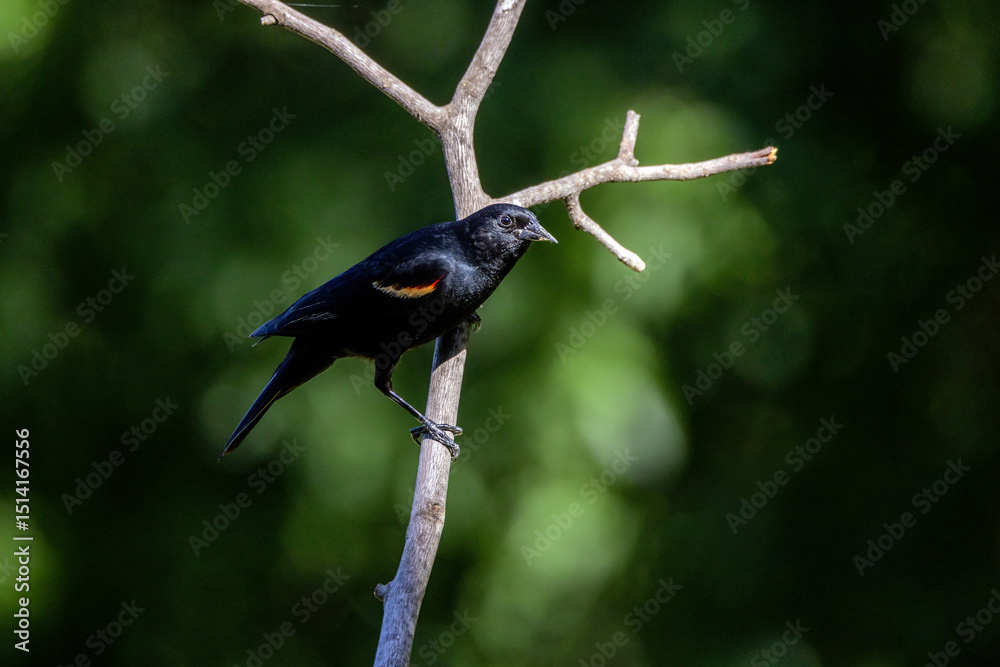 Red-winged Blackbird