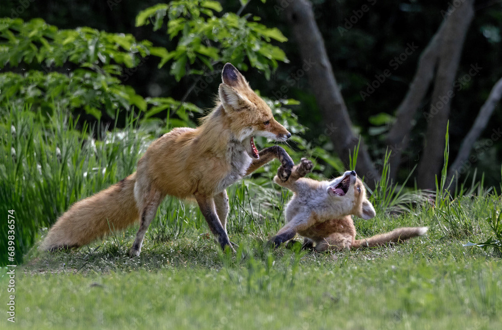 Play Fighting with Mom