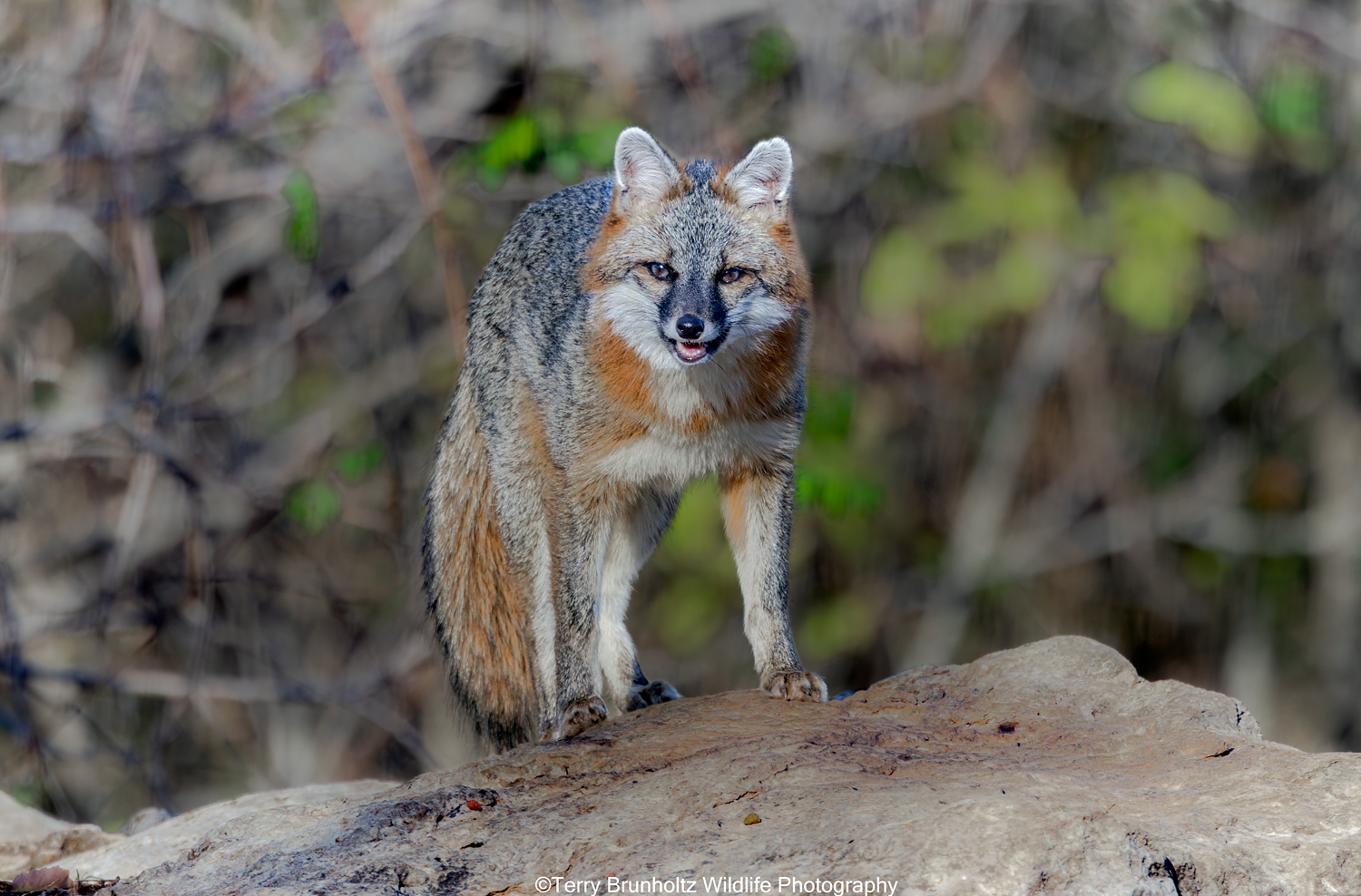  Gray Fox Male _U0A8961
