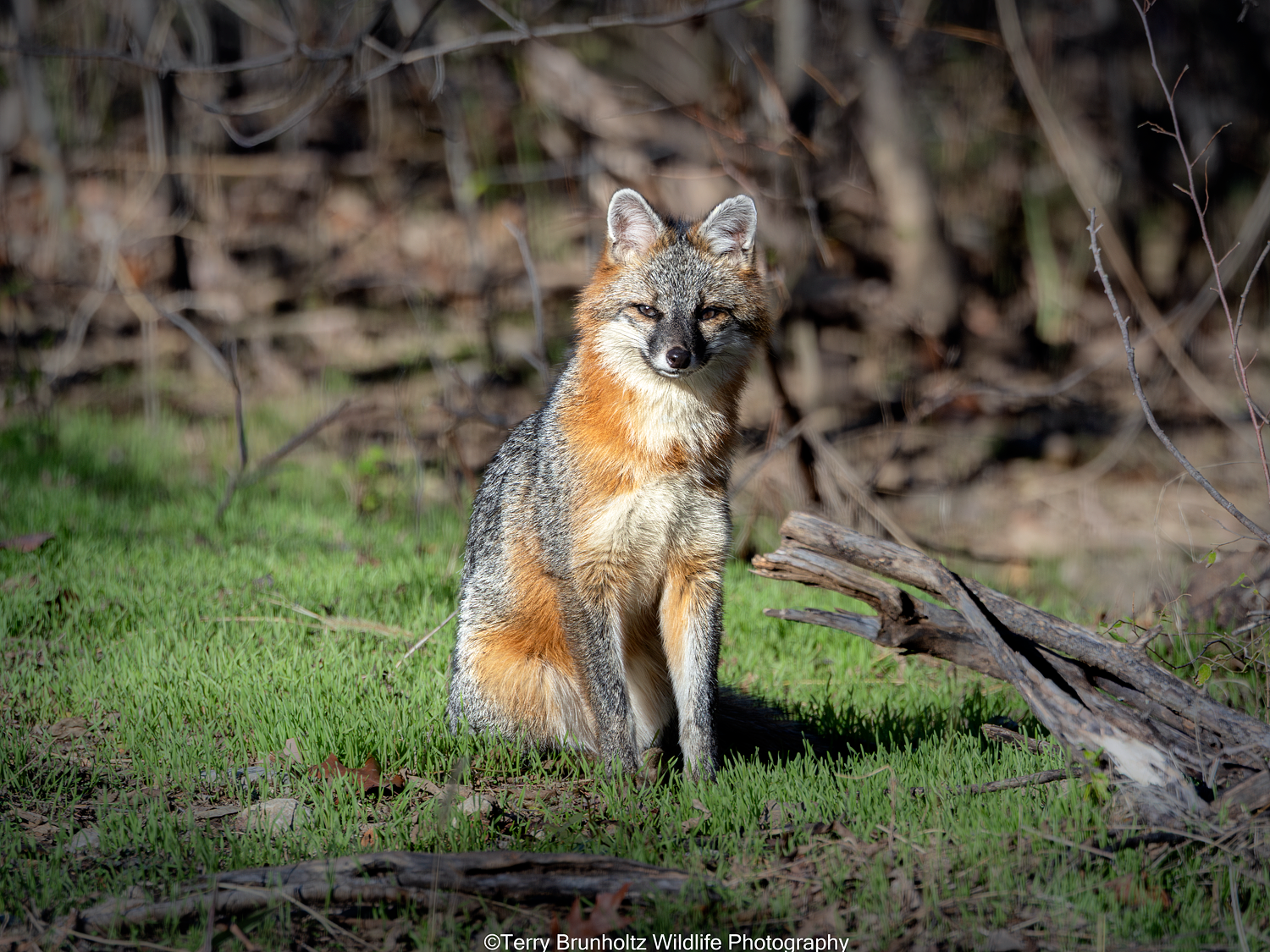 Spotlit Gray Fox