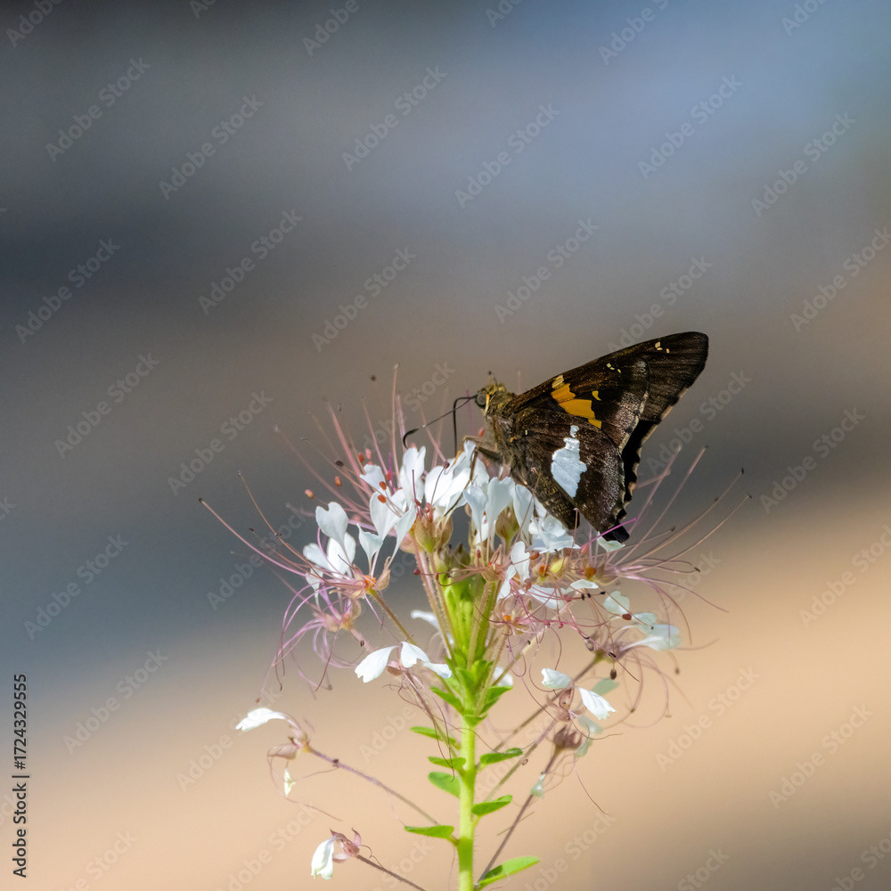 Silver-spotted Skipper on Clammyweed