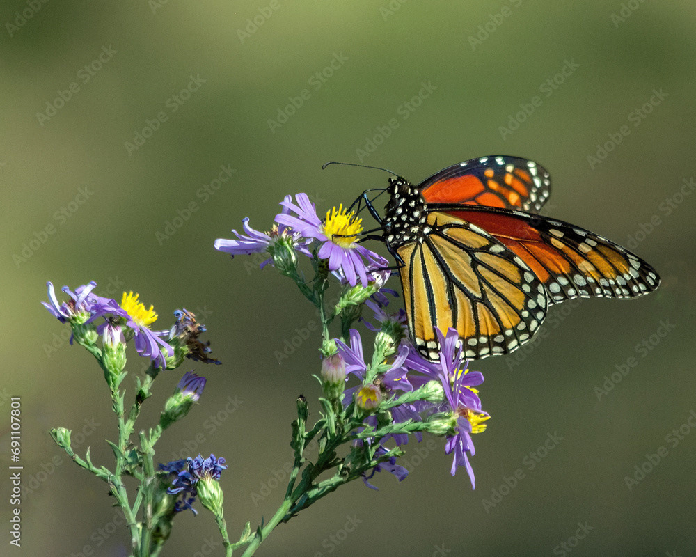 Monarch on Aster