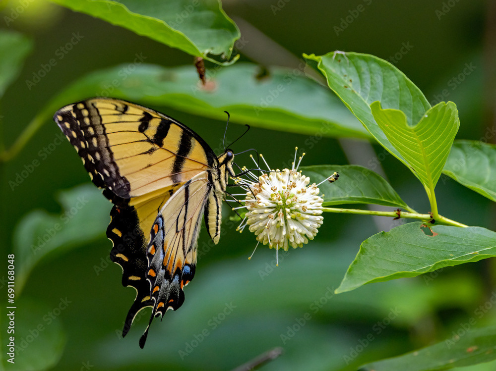 Eastern Tiger Swallowtail on Buttonbush