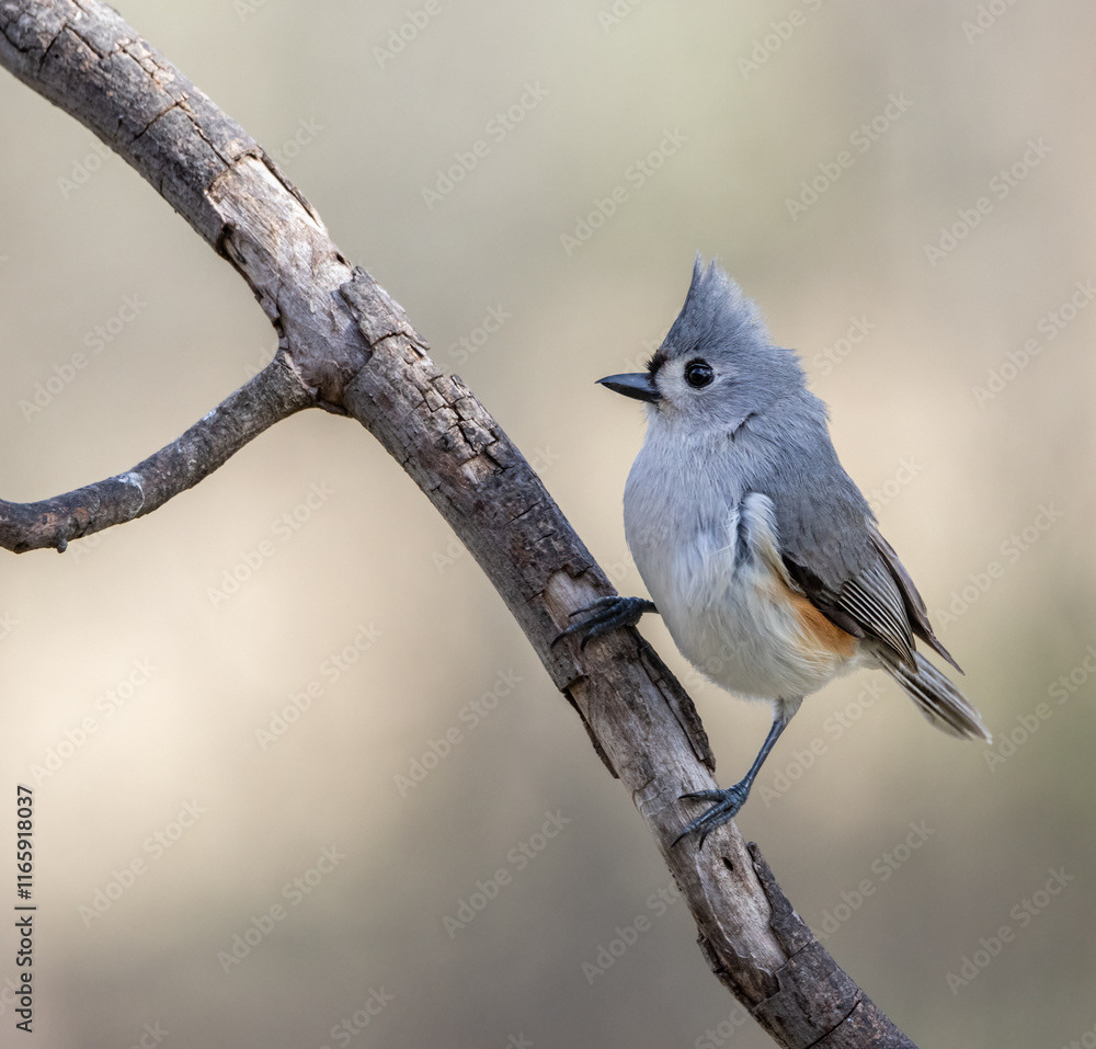 Tufted Titmouse