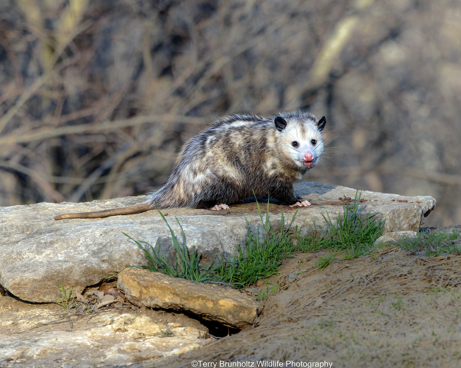 Grinning Opossum