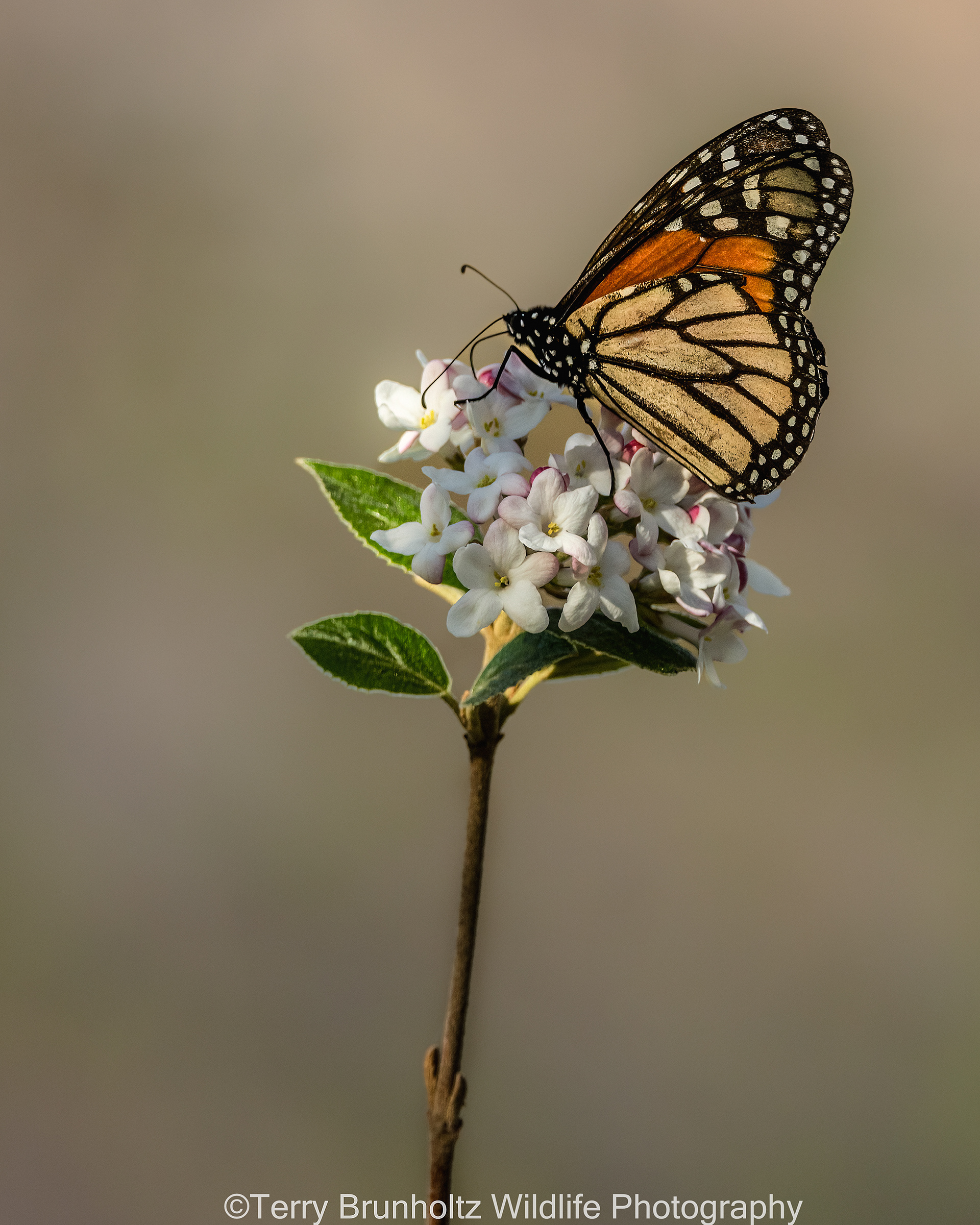Monarch on Viburnum