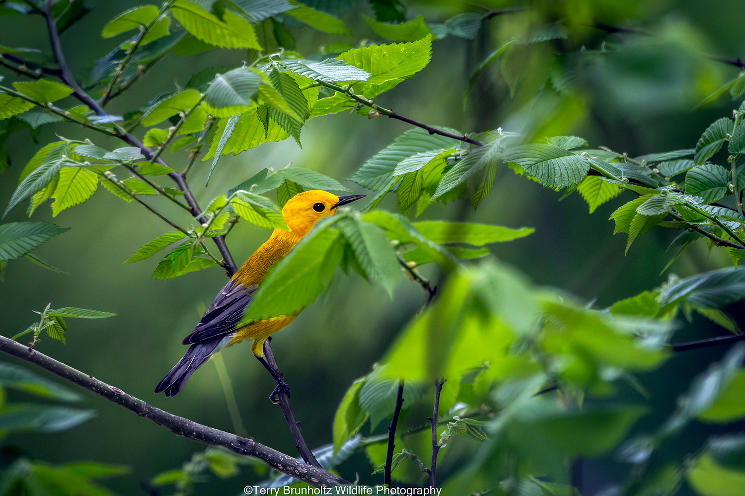  Male Prothonotary Warbler _U0A9320