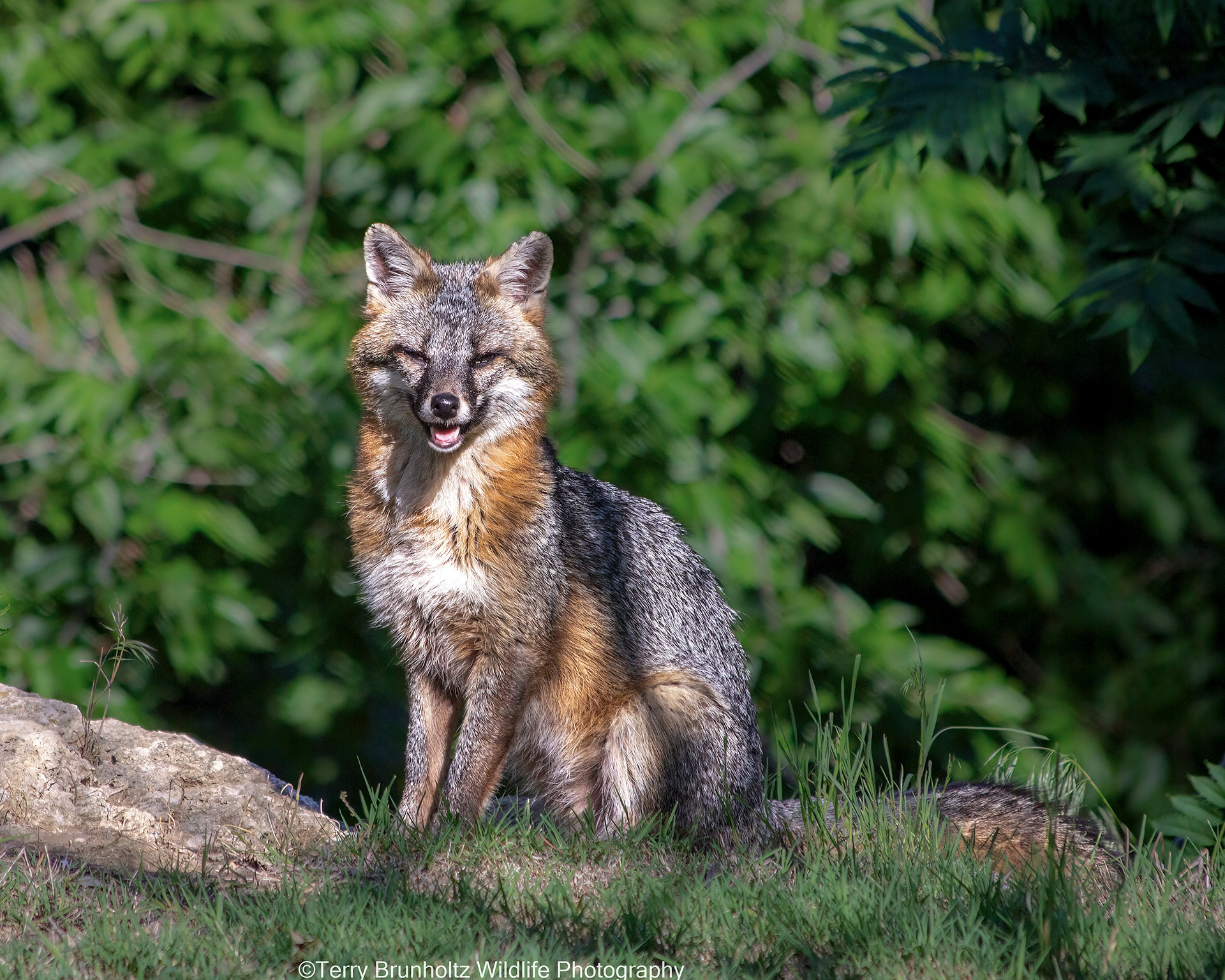  Sunlit Gray Fox _MG_1139