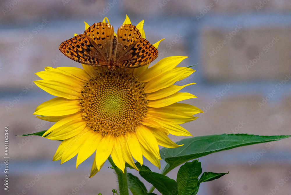 Great Spangled Fritillary on Common Sunflower