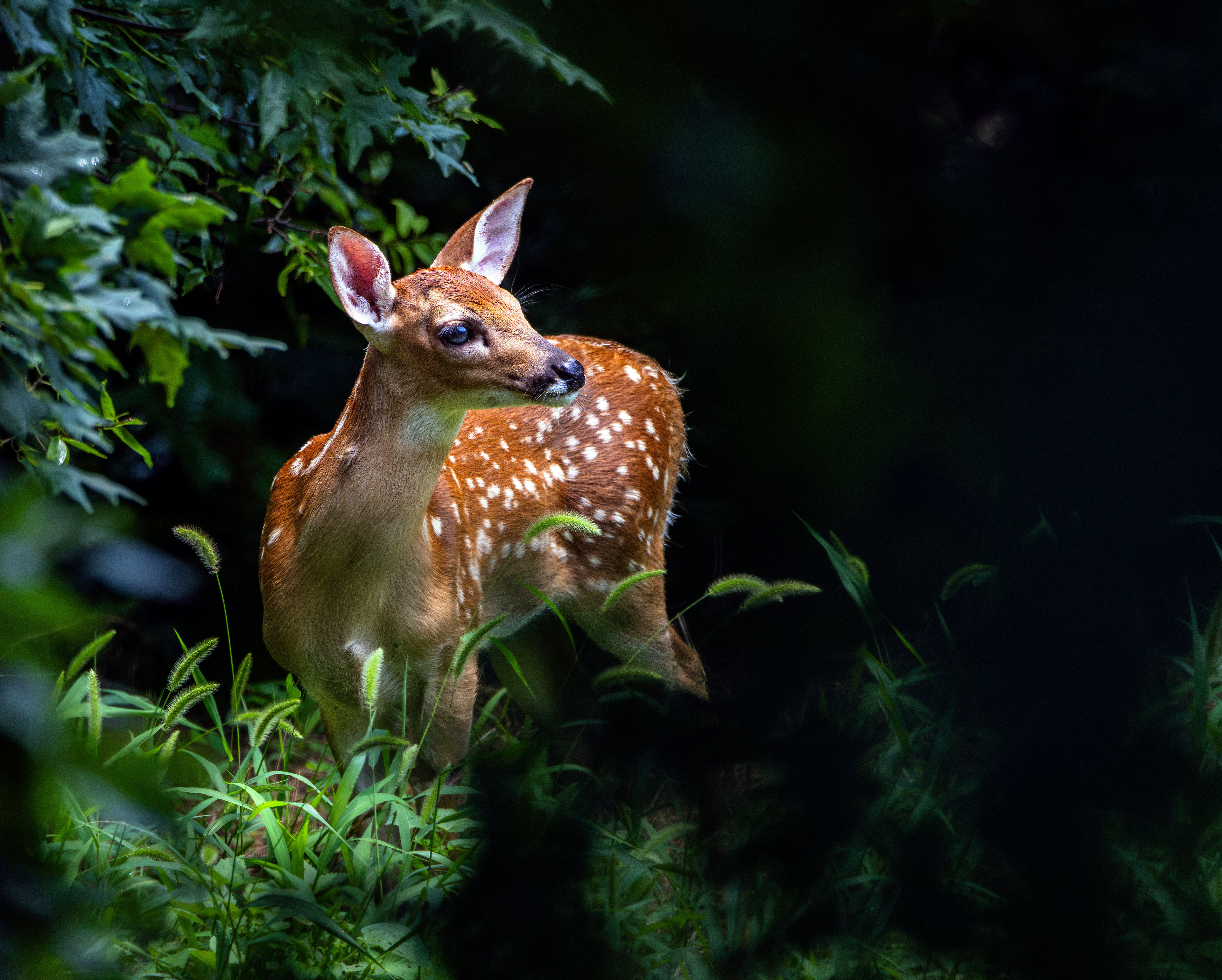 _U0A2608 White-tailed Fawn
