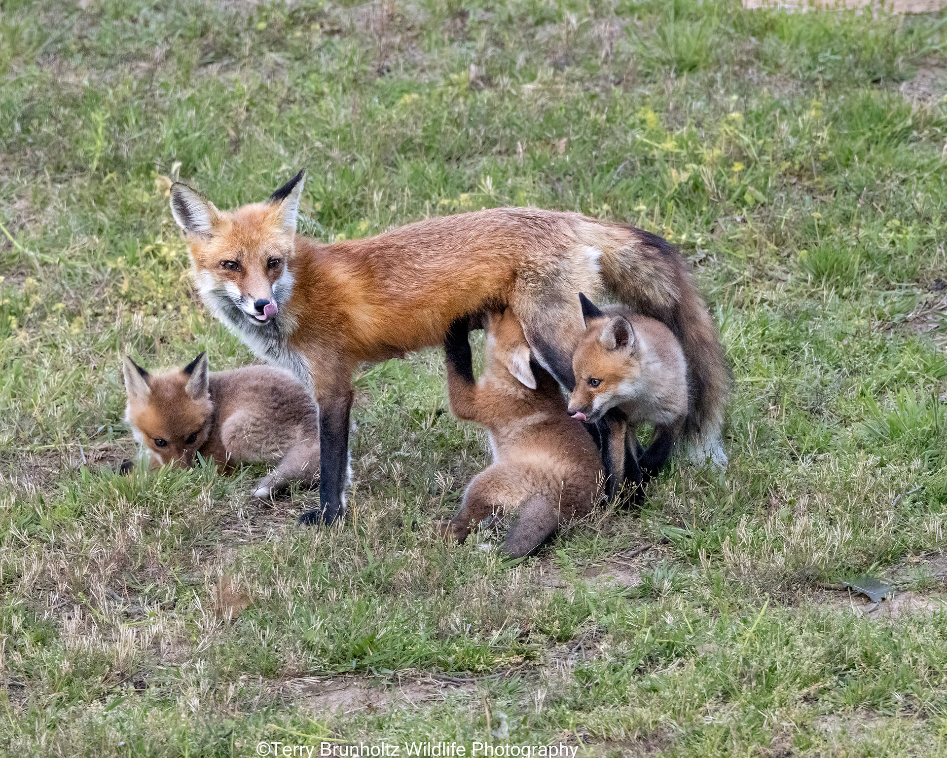 Red Fox Vixen and Kits