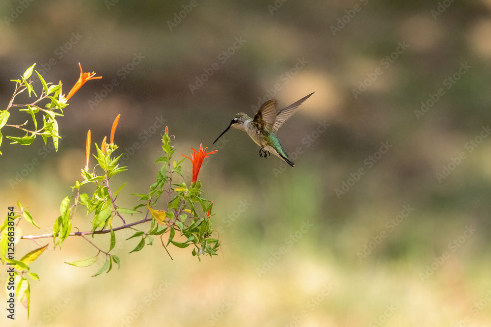 Ruby-throated Hummingbird nectaring on Flame Acanthus