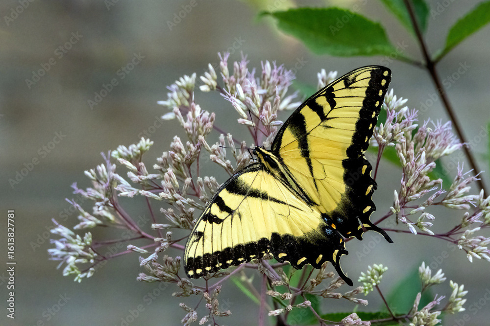 Eastern Tiger Swallowtail on Joe Pye-weed