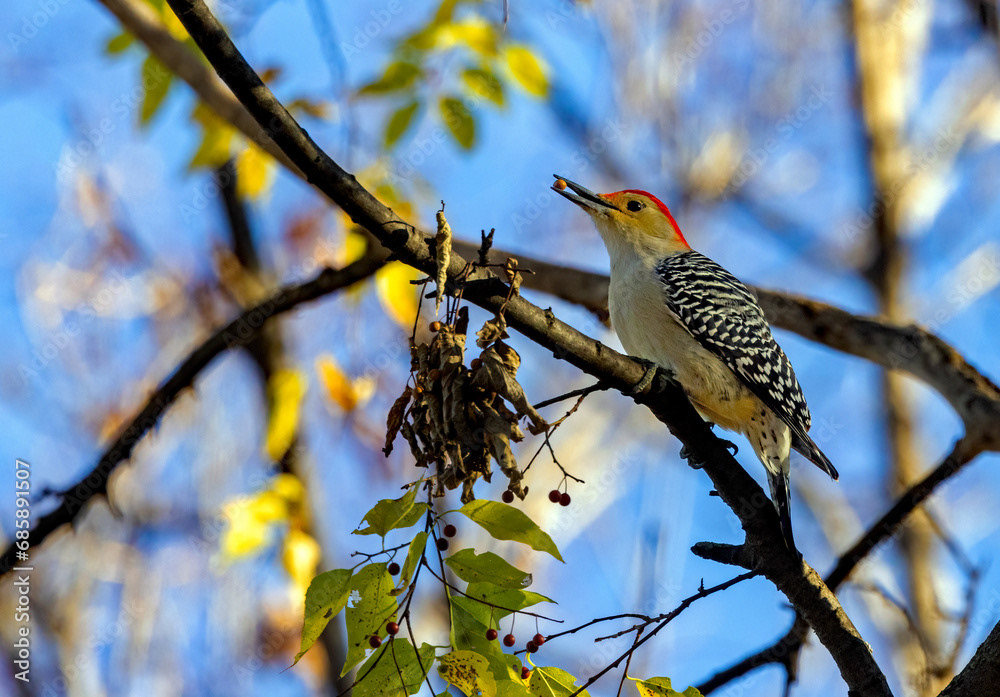 Male Red-bellied Woodpecker