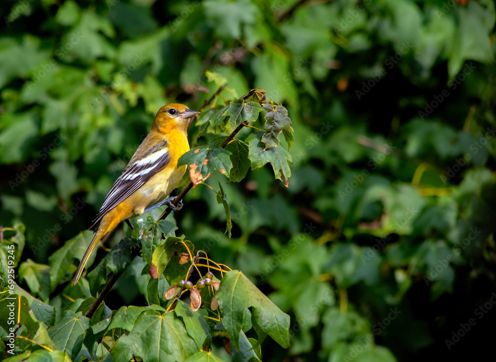 Baltimore Oriole Female