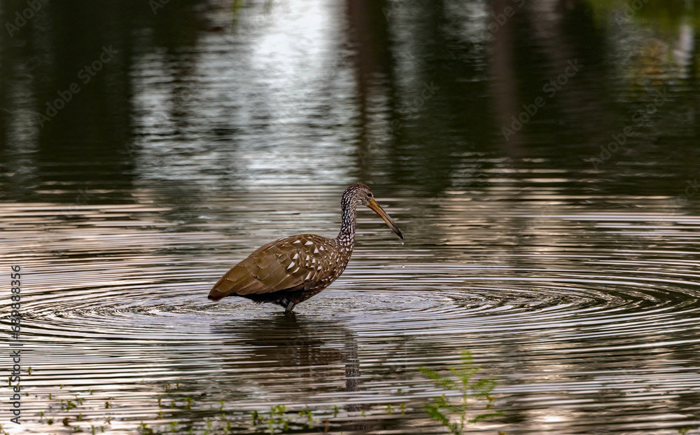 Limpkin