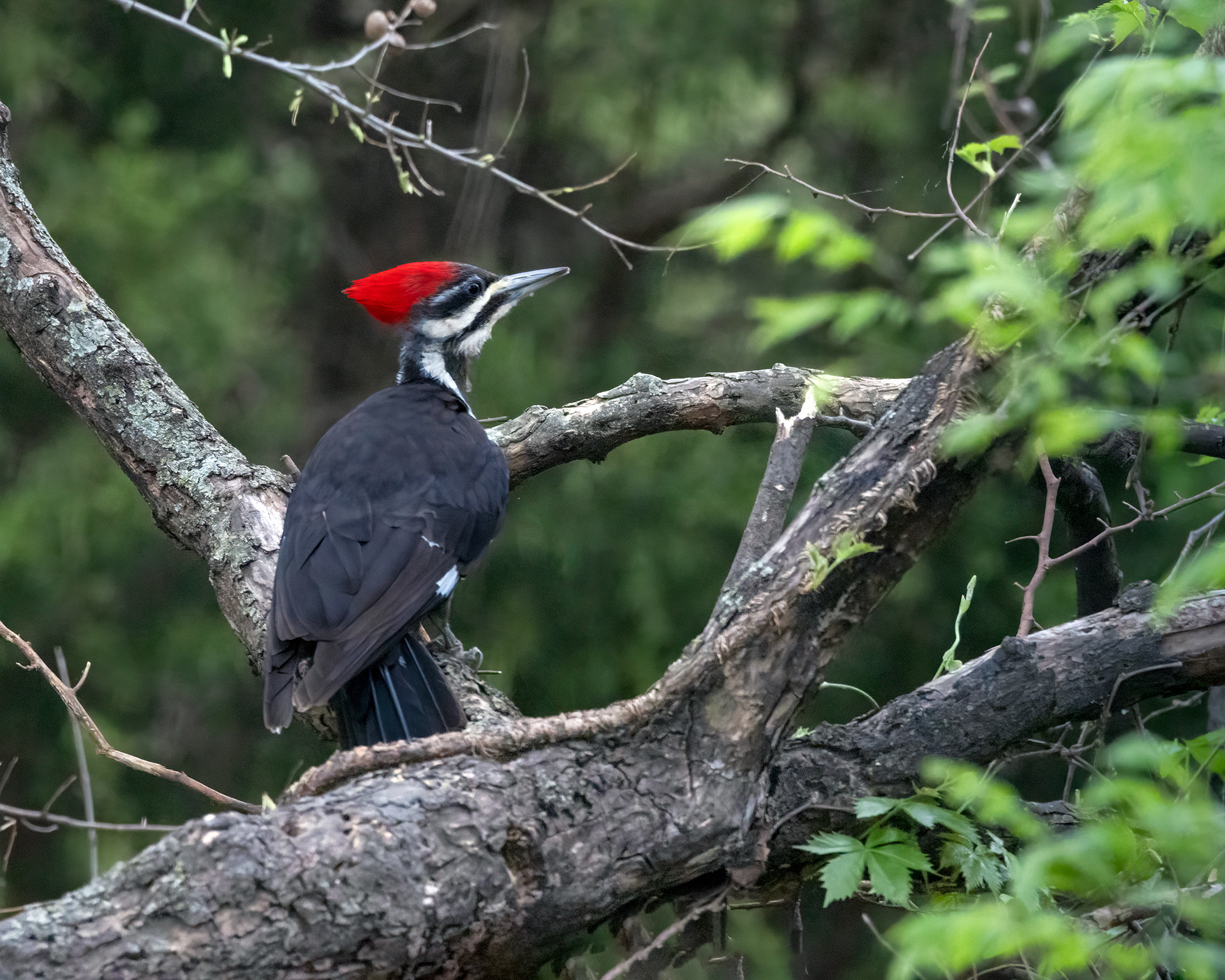 Female Pileated Woodpecker