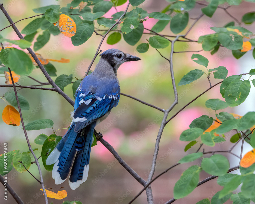 Blue Jay in Serviceberry