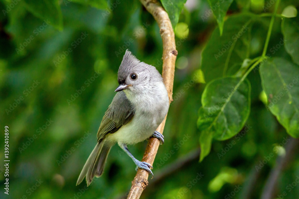 Tufted Titmouse