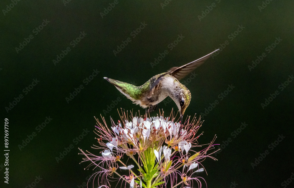 Ruby-throated Hummingbird on Red-whiskered Clammyweed