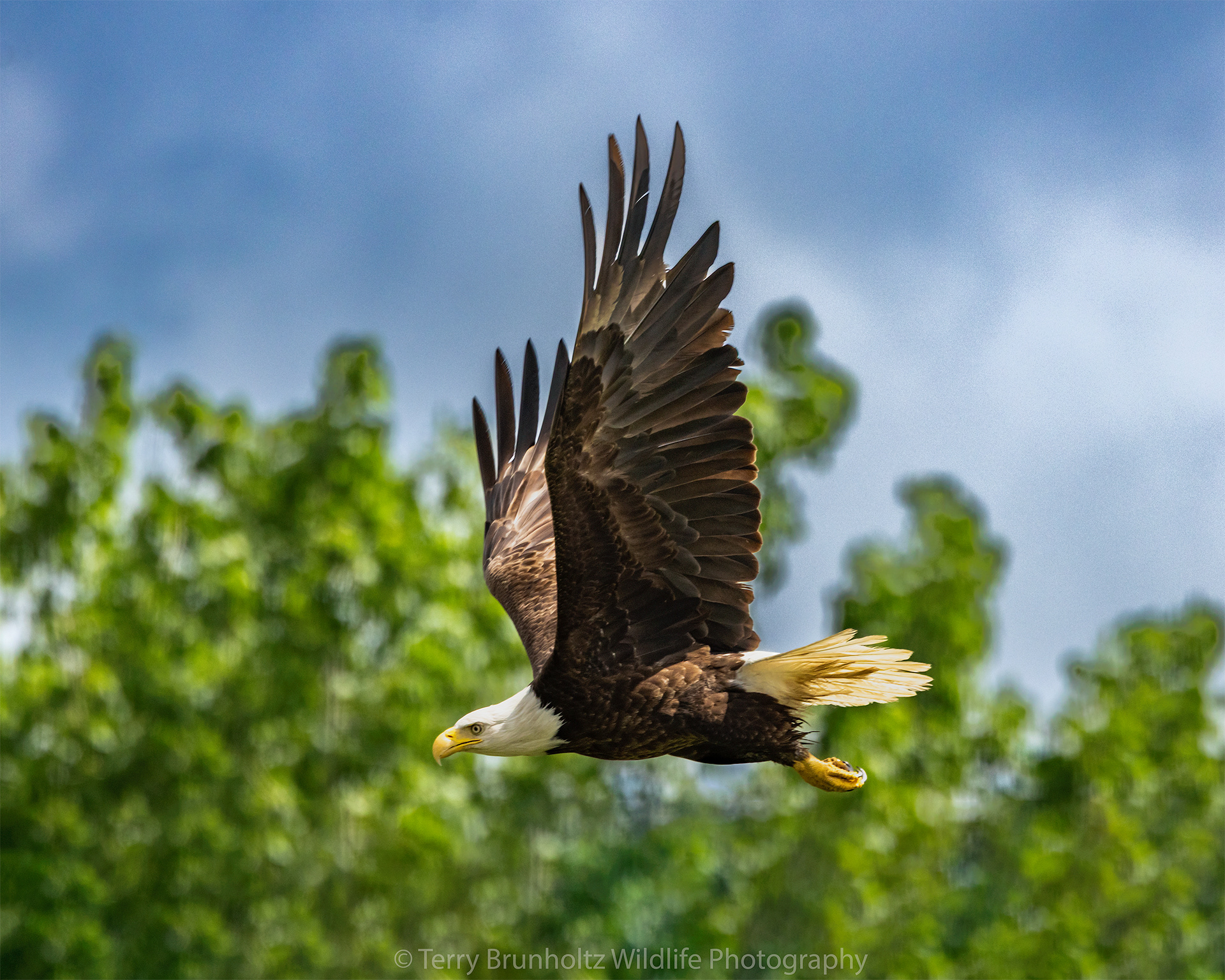 Majesty in Flight