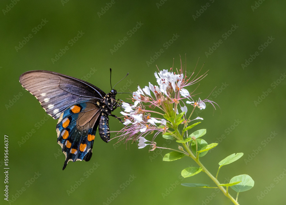 Pipevine Swallowtail on Red-whiskered Clammyweed