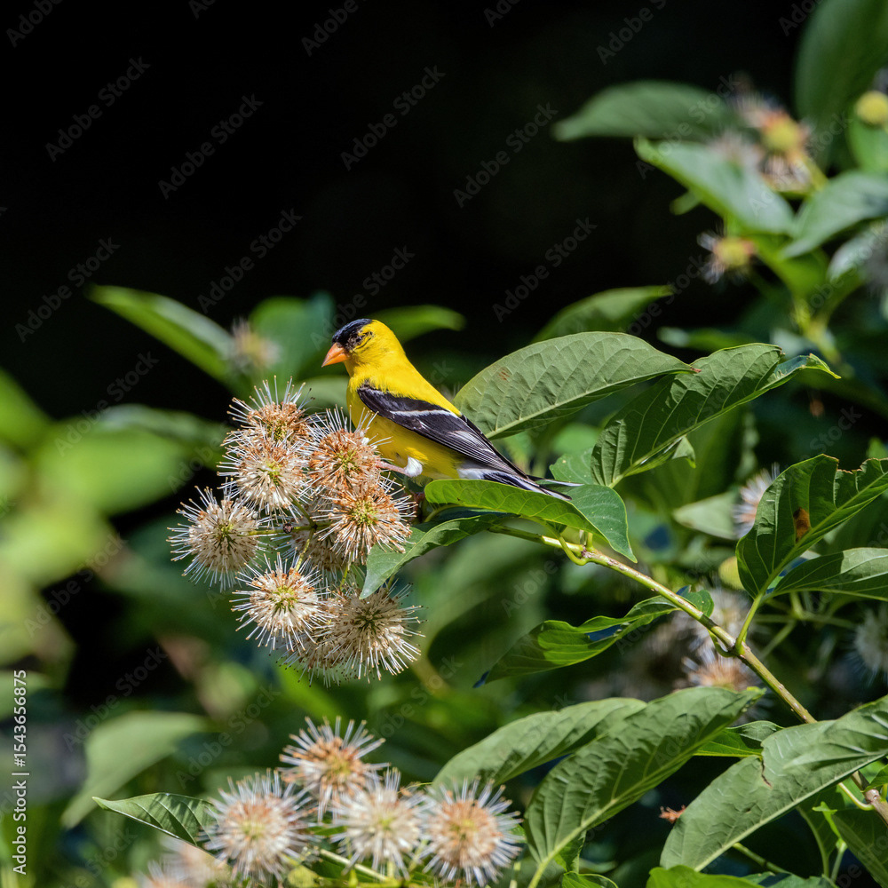 Goldfinch in Buttonbush