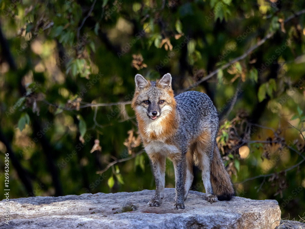 Gray Fox(2)