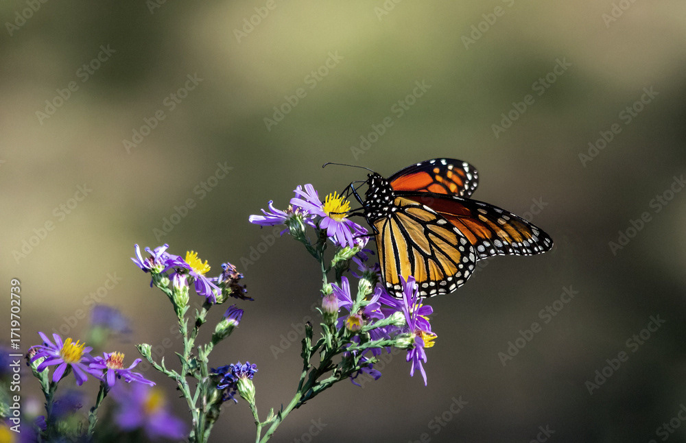 Monarch on Aster
