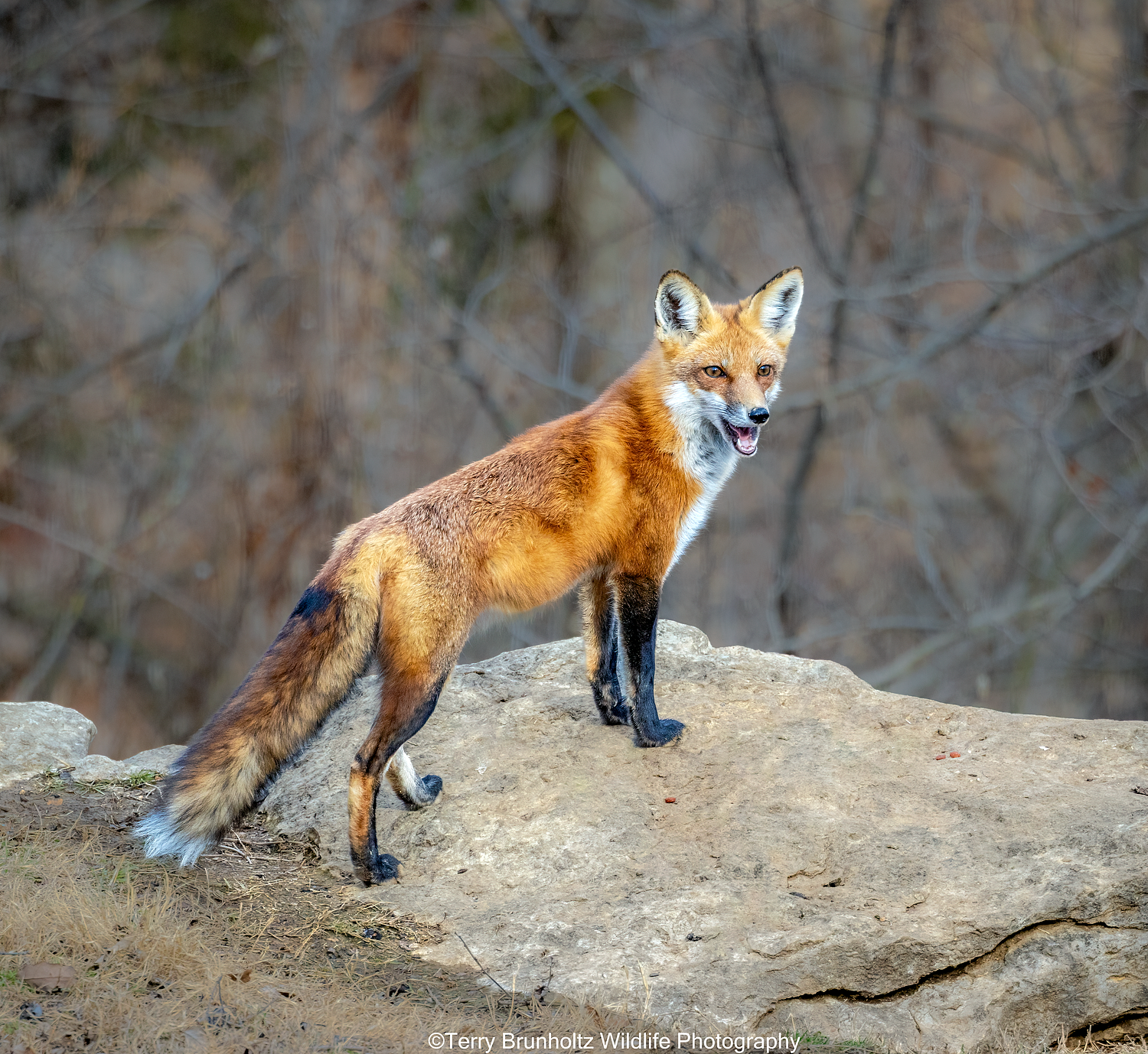 Red Fox in Winter