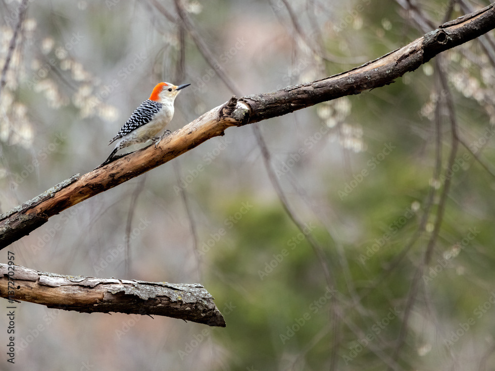 Female Red-bellied Woodpecker