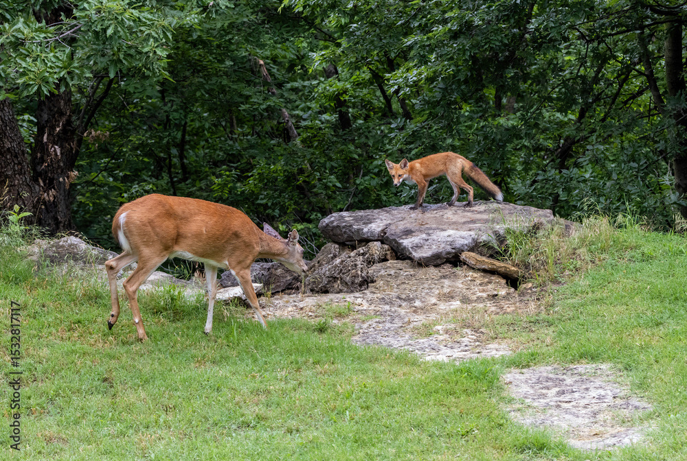 Red Fox vs. Whitetail
