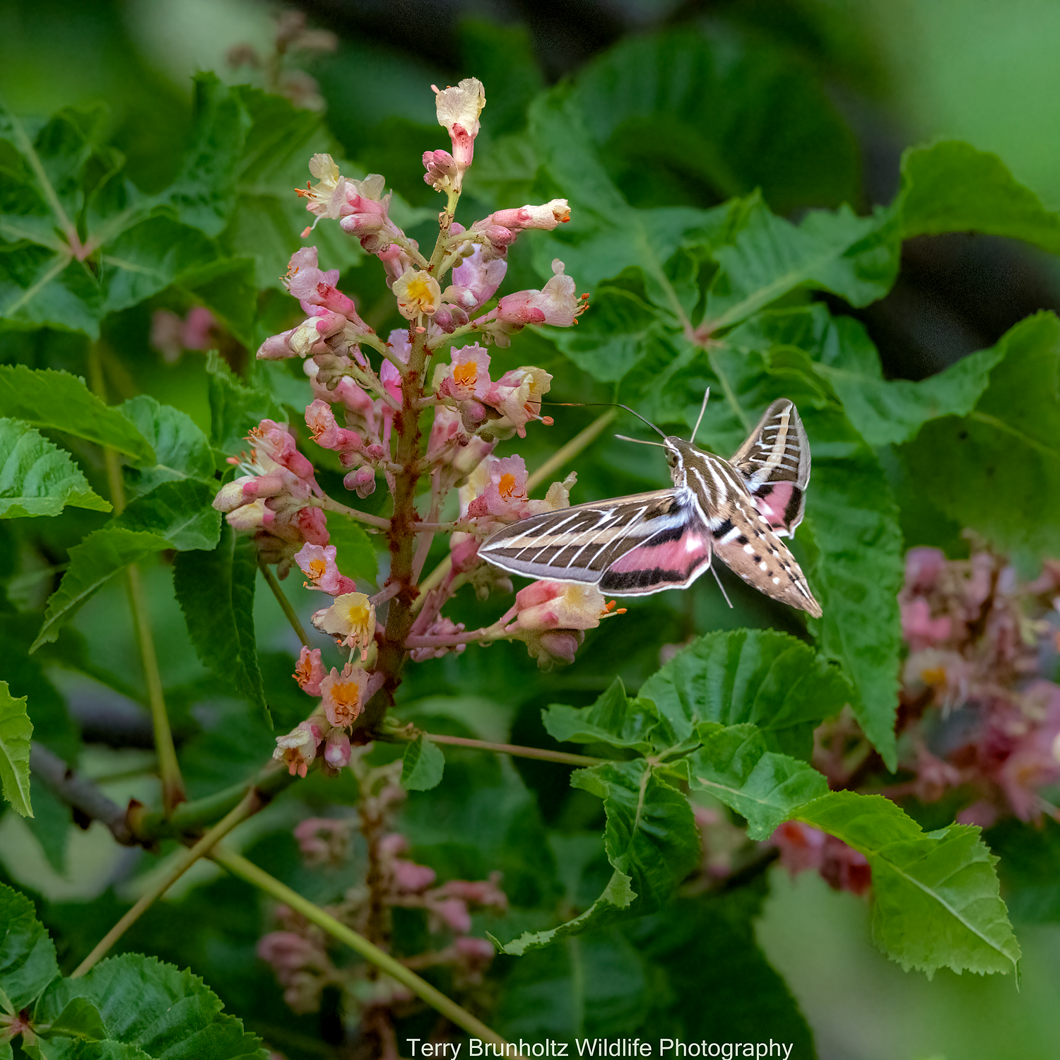 White-lined Sphinx Moth