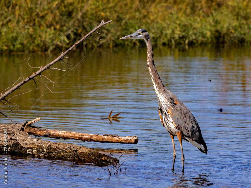 Great Blue Heron