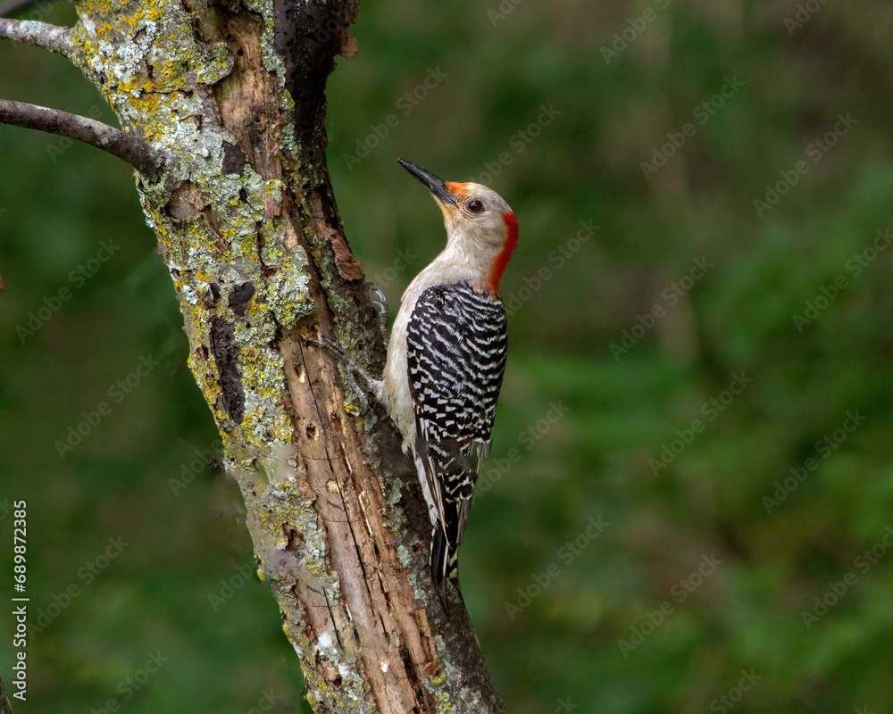 Female Red-bellied Woodpecker