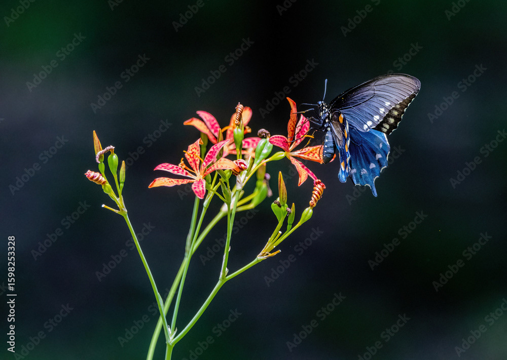 Pipevine Swallowtail on Blackberry Lily
