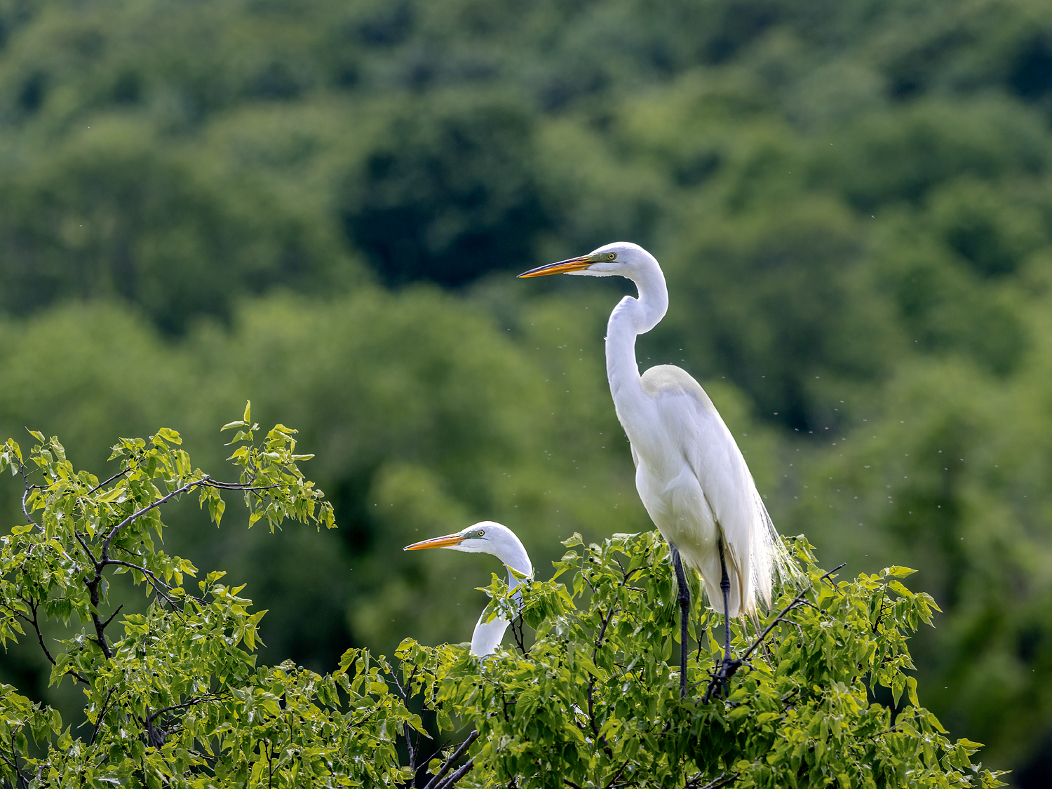 White and Green (Great Egrets)