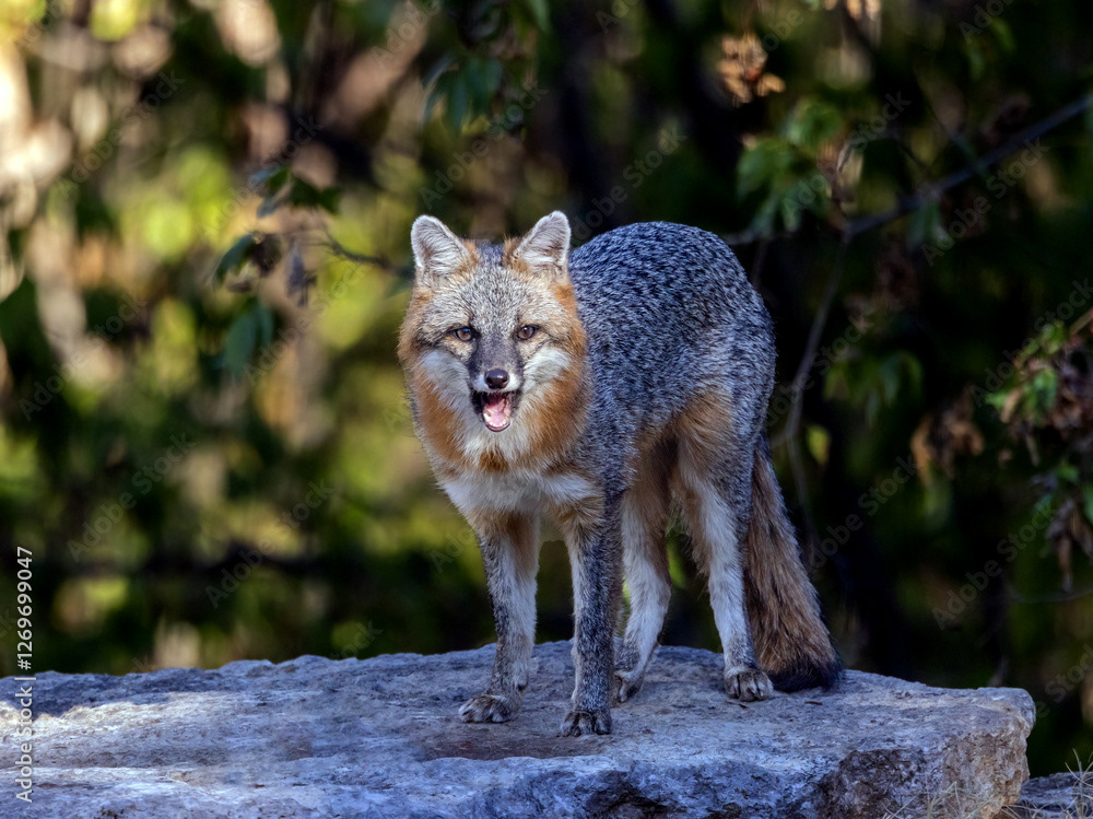 Gray Fox (5)
