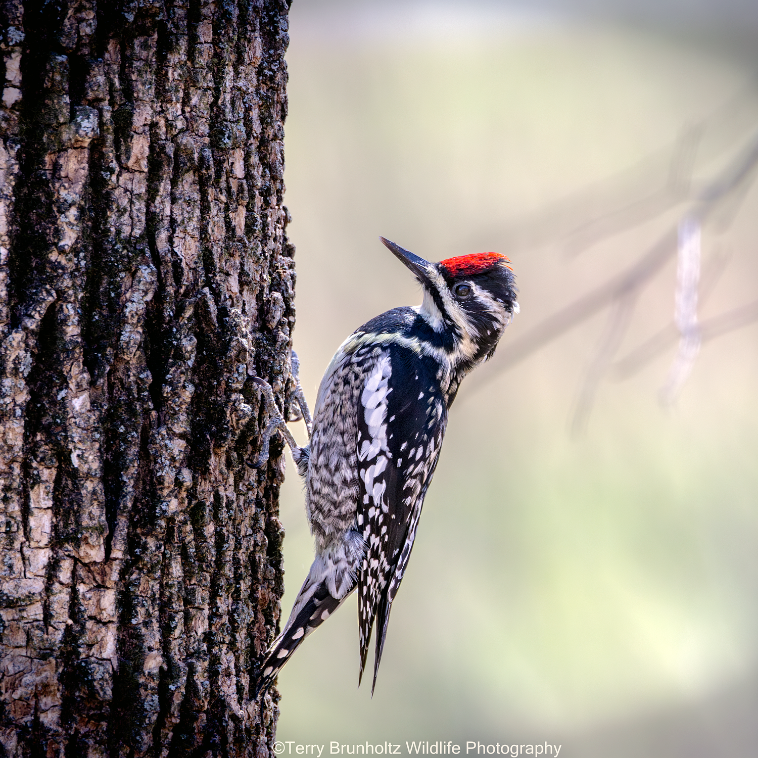 Yellow-bellied Sapsucker