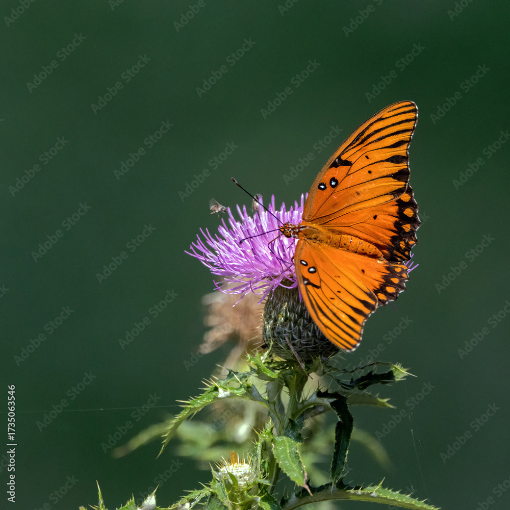 Gulf Fritillary on Tall Thistle