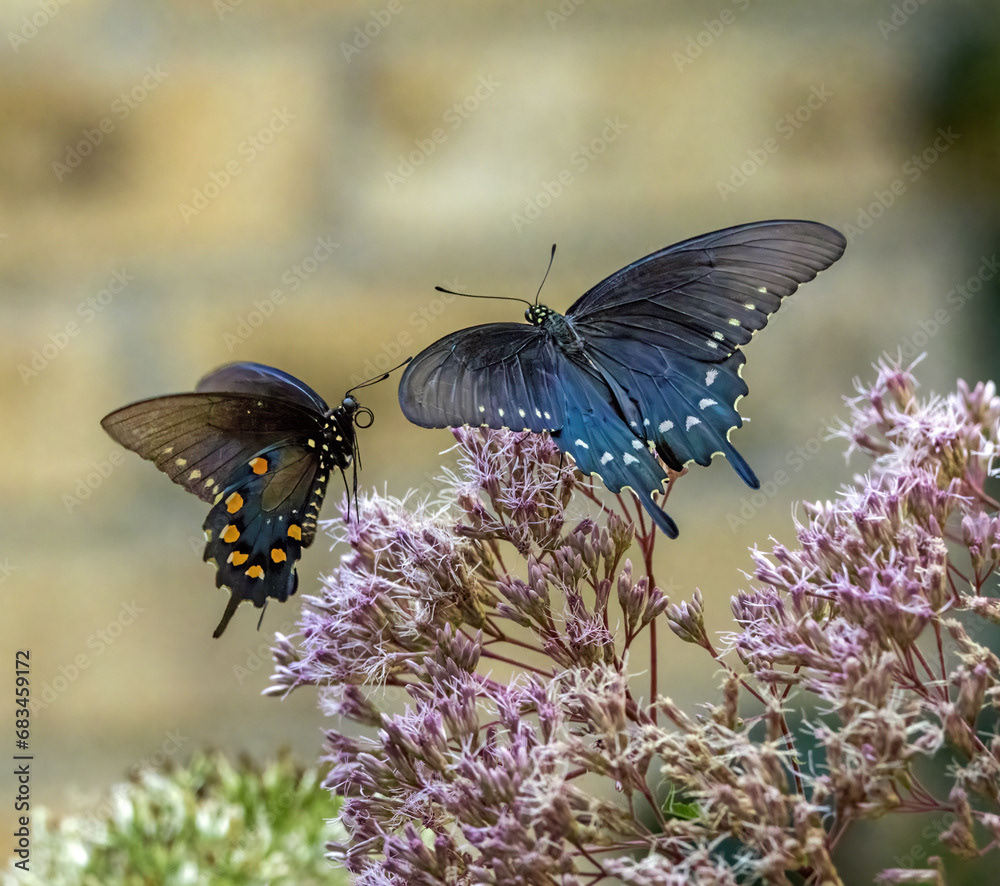 A Pair of Pipevines