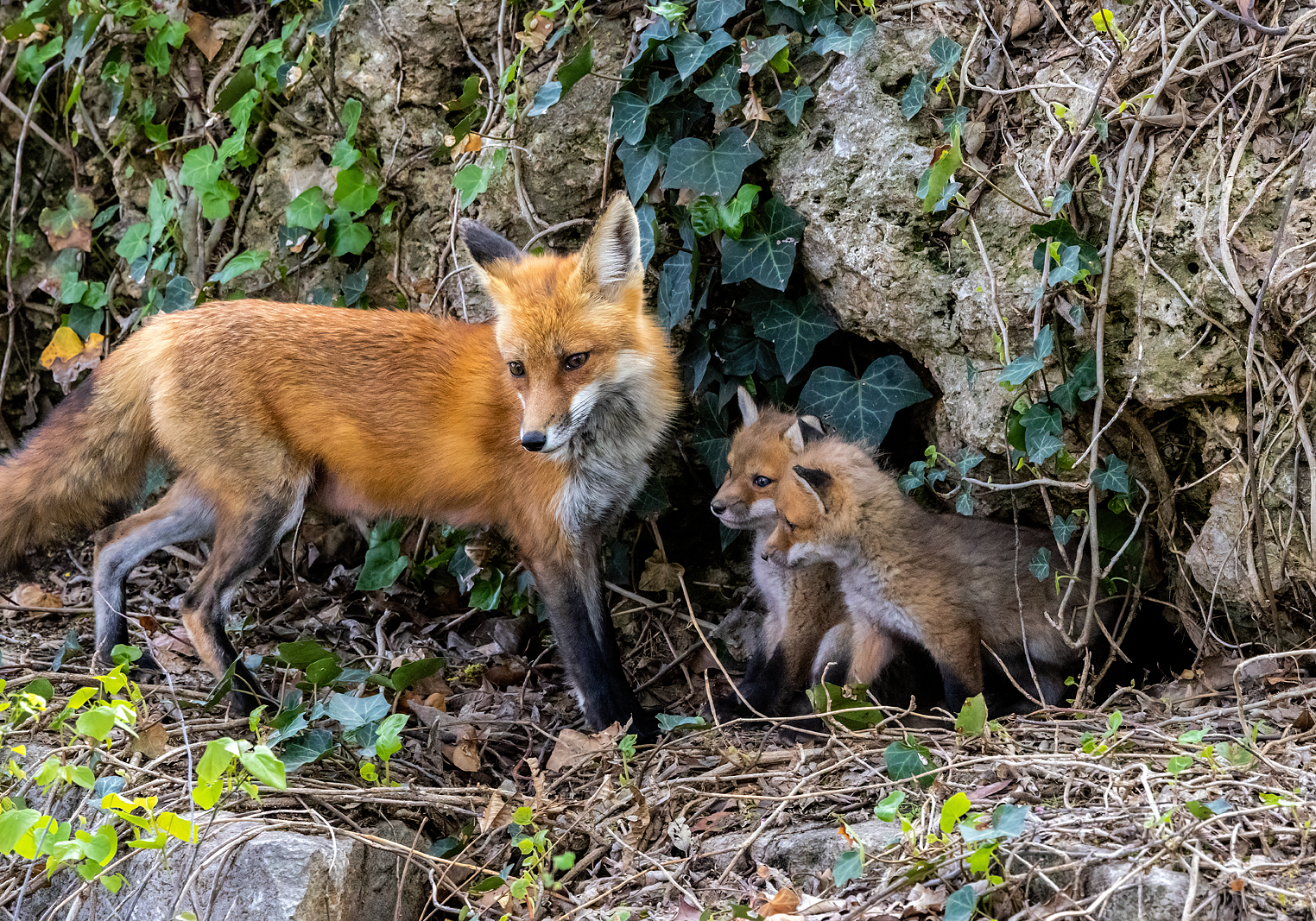 Mom and Kits